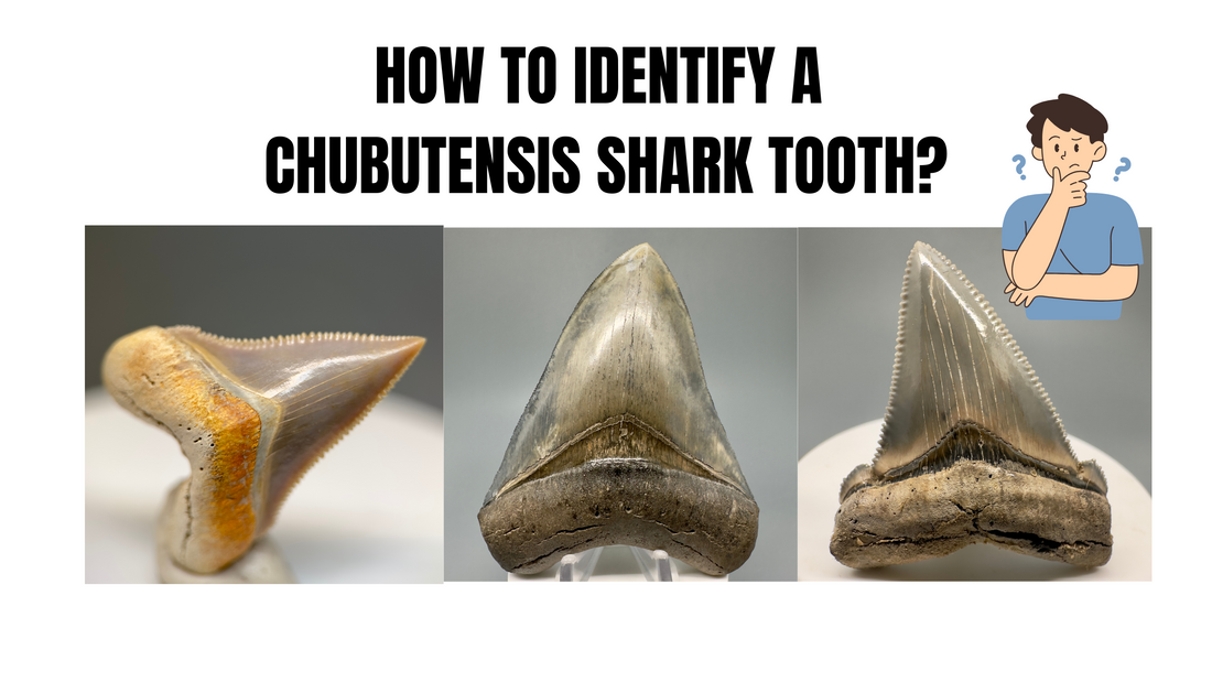How to Identify a Fossil Chubutensis Tooth – Key Differences from Megalodon & Angustidens!