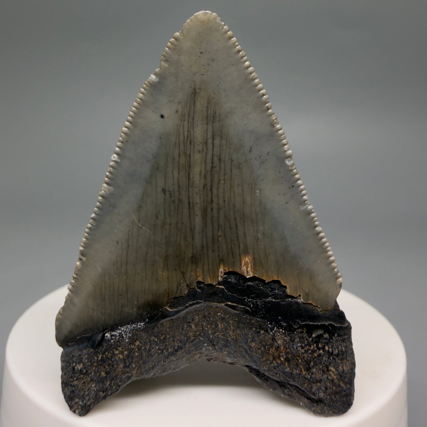 Back View Heart-shaped 2.10" Colorful Fossil Megalodon Tooth – South Carolina River Find | Authentic megalodonteeth.com CM6544