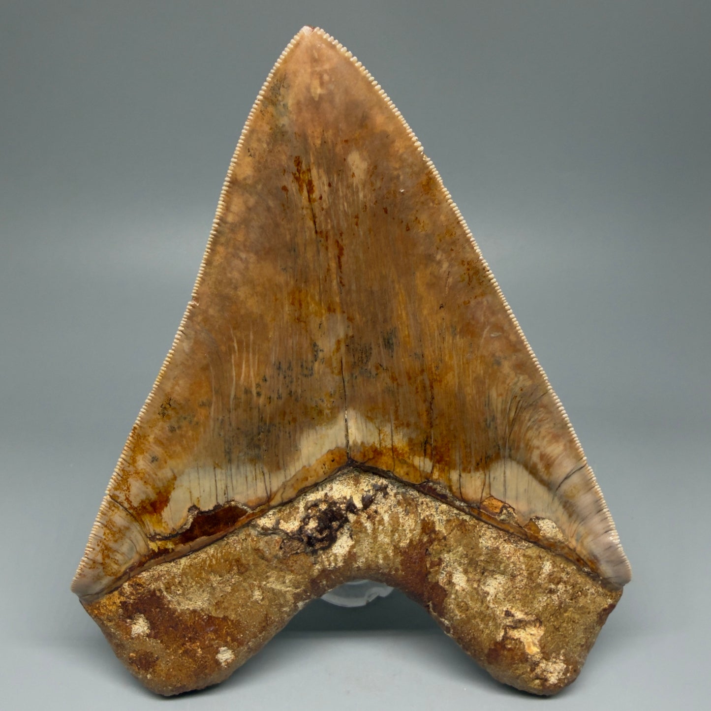 Authentic, Collector's quality 5.92″ Colorful Megalodon Tooth – West Java Indonesia