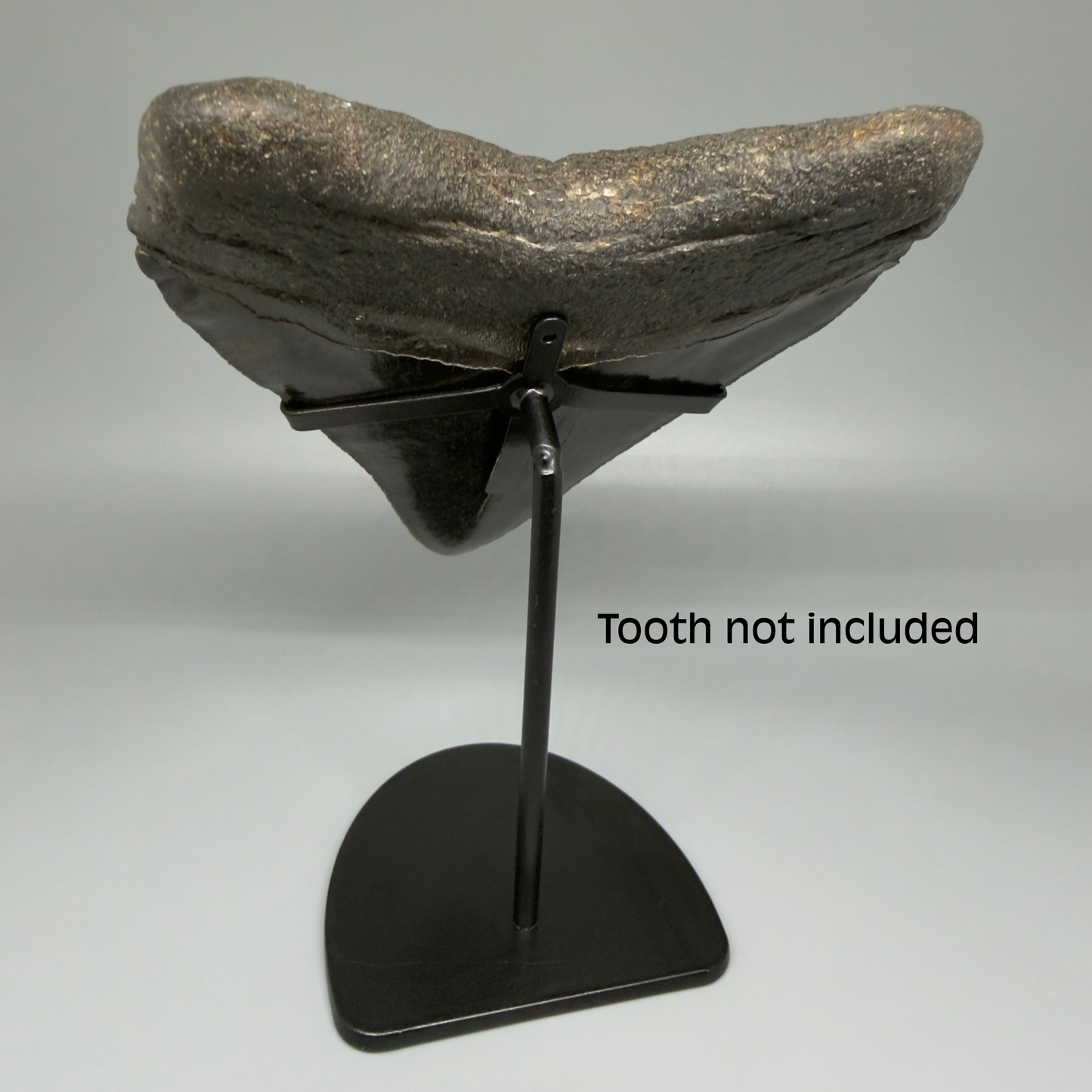Back View Premium Megalodon Tooth Stand for Large Megalodon Teeth Over 5" in length