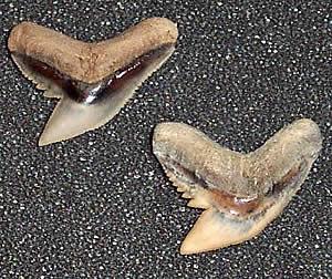 Galeocerdo aduncus - Extinct Tiger Shark – Megalodon Teeth