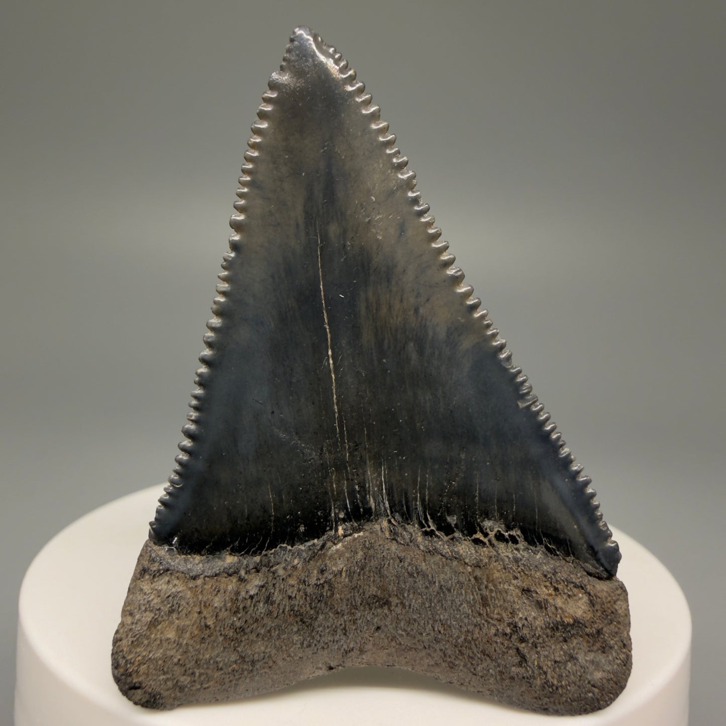 Back View Very colorful, sharply serrated 2.19" Fossil Great White Tooth for Sale GW1251