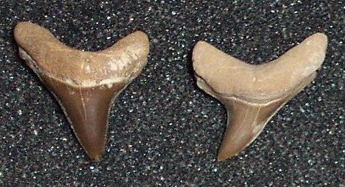 Alopias hermani Shark Teeth