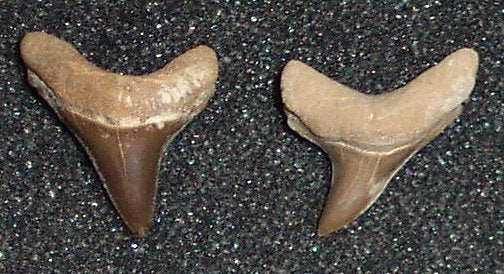 Alopias hermani - Extinct Thresher Shark