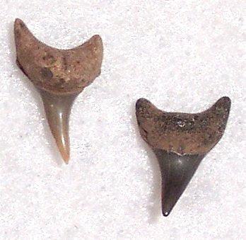 Alopias supersciliousus - Extinct Thresher Shark