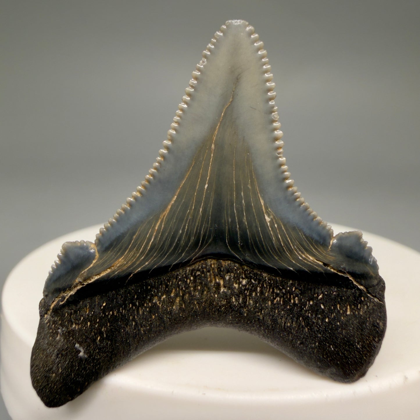 Back View 1.57" Serrated Fossil Carcharocles angustidens Shark Tooth from South Carolina AN467