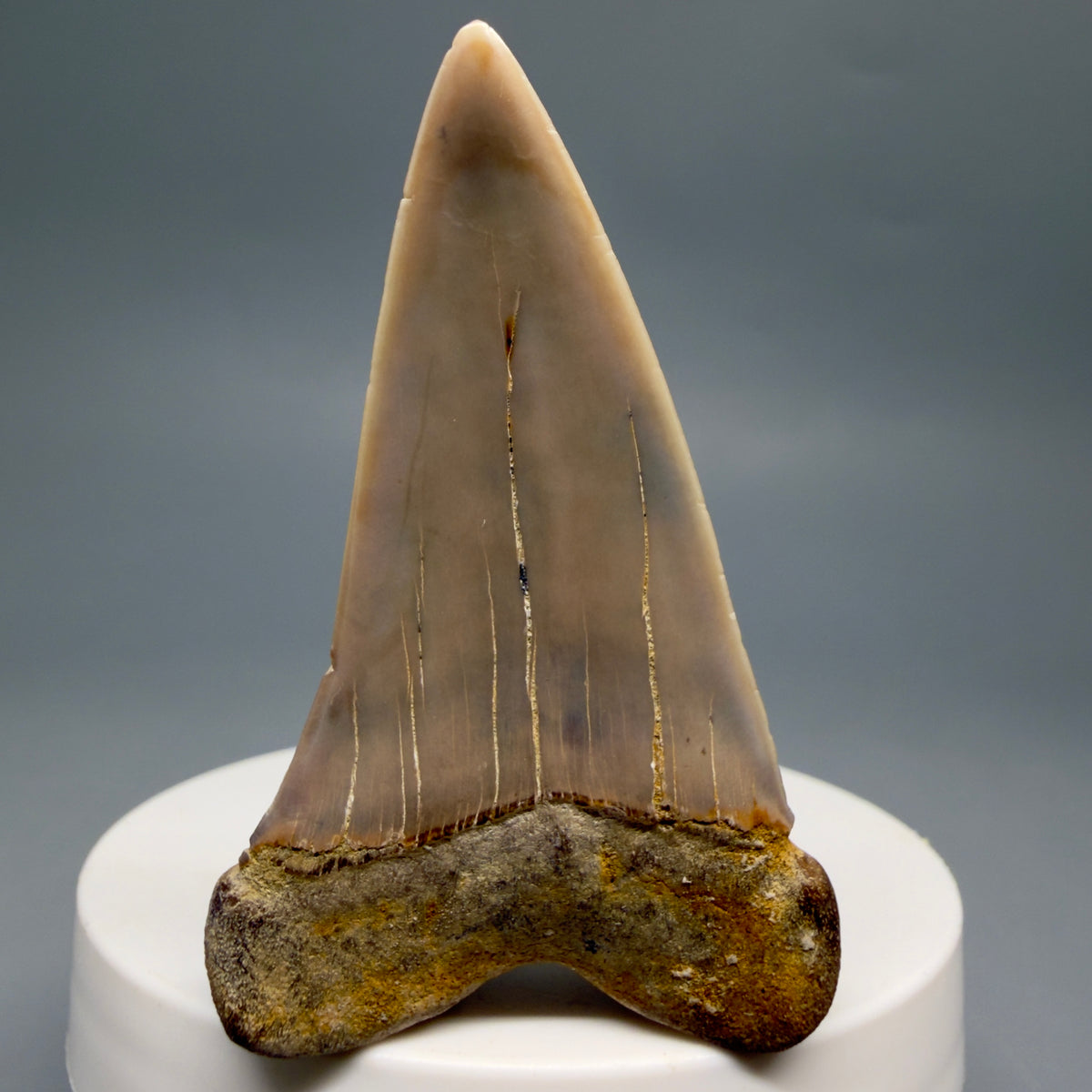 Back View 2.30" Fossil Extinct Mako - Isurus hastalis Shark Tooth - Bakersfield, CA - Colorful M623