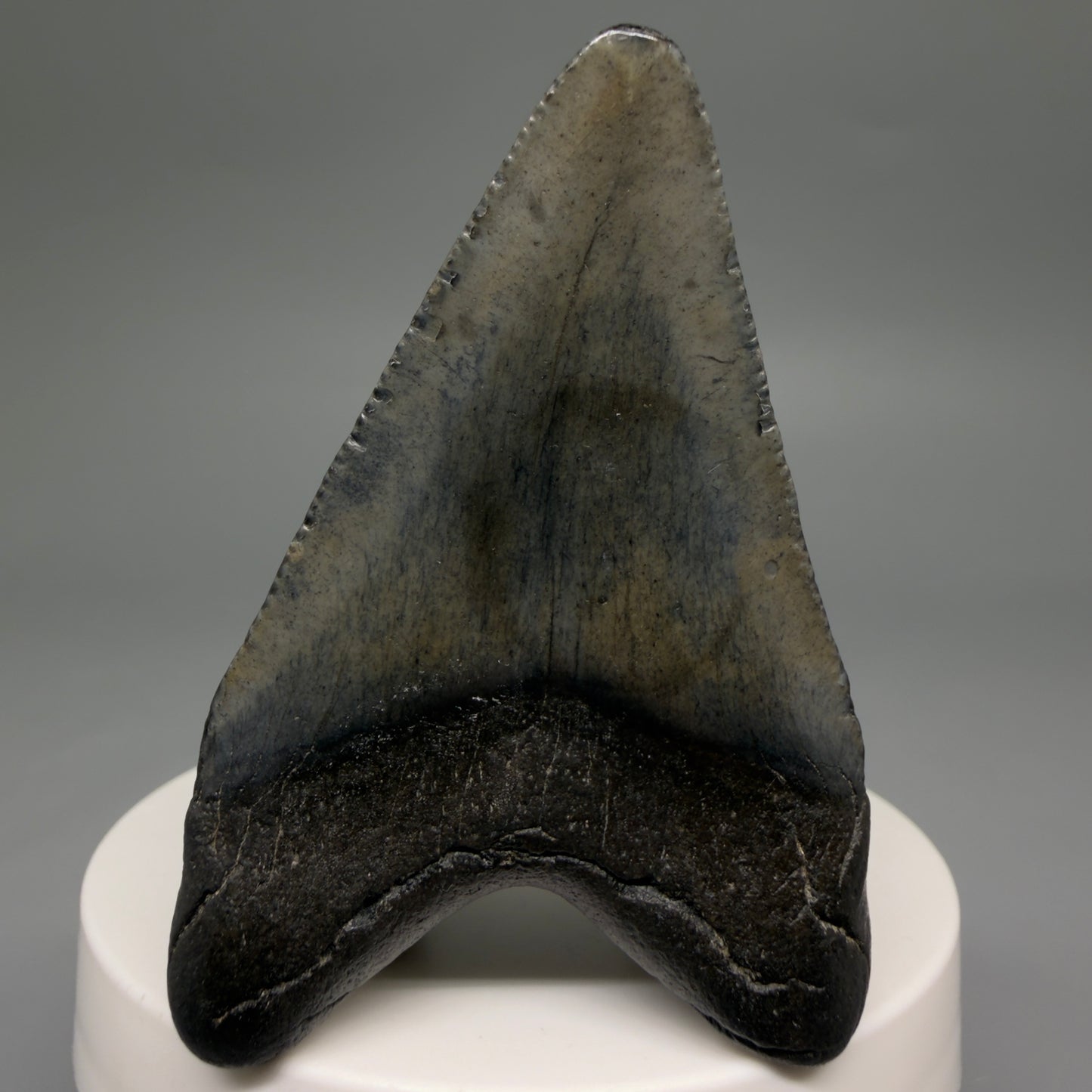Back View 2.45" Colorful Fossil Megalodon Tooth – South Carolina River Find | Authentic Megalodon Tooth CM6550