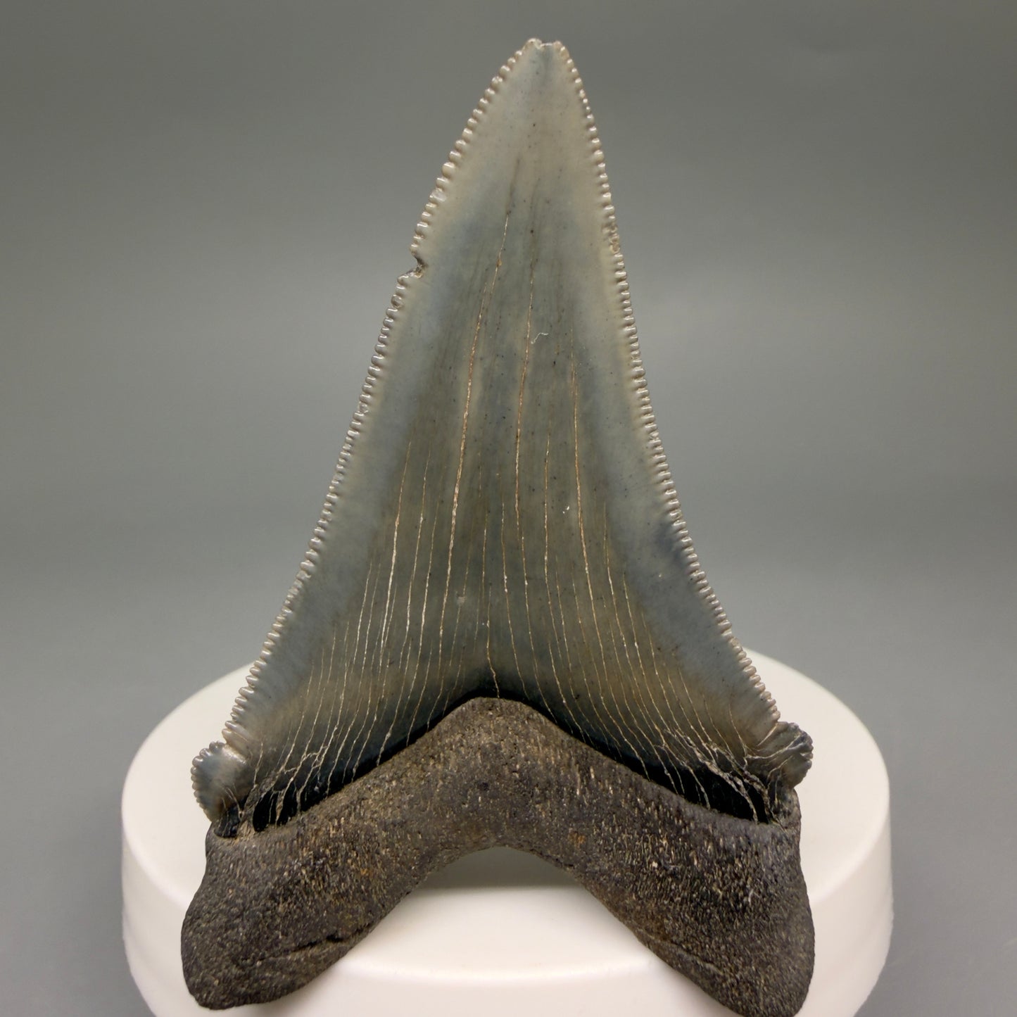 Back View 2.52" Serrated Fossil Carcharocles angustidens Shark Tooth from South Carolina AN469