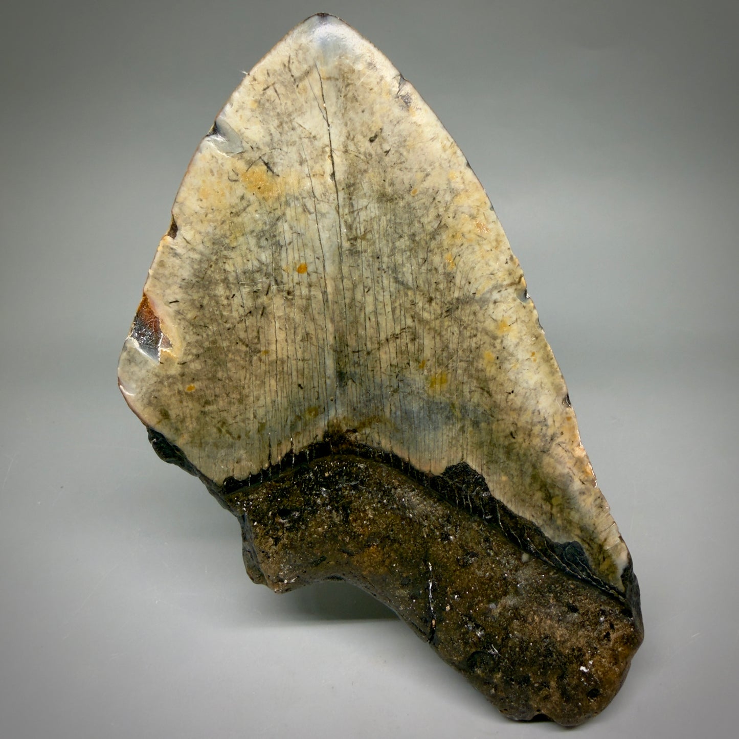 Back View 6.03" Authentic Megalodon Tooth – Extra Large, Colorful Fossil from North Carolina megalodonteeth.com CM6613