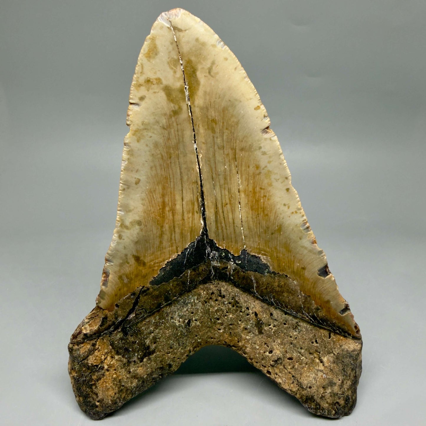 Back View 6.08" Authentic Megalodon Tooth – Extra Large, Colorful Fossil from North Carolina CM6448