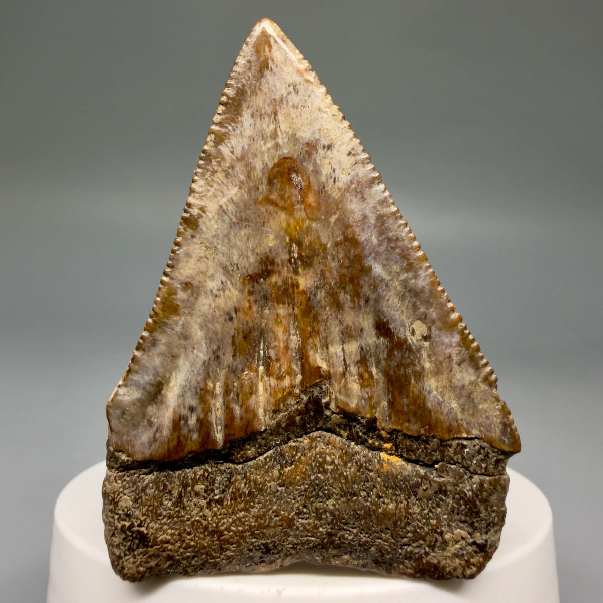Back View Amazing colors and prints, sharply serrated 2.35" Fossil Great White Shark Tooth - Indonesia megalodonteeth.com GW1406