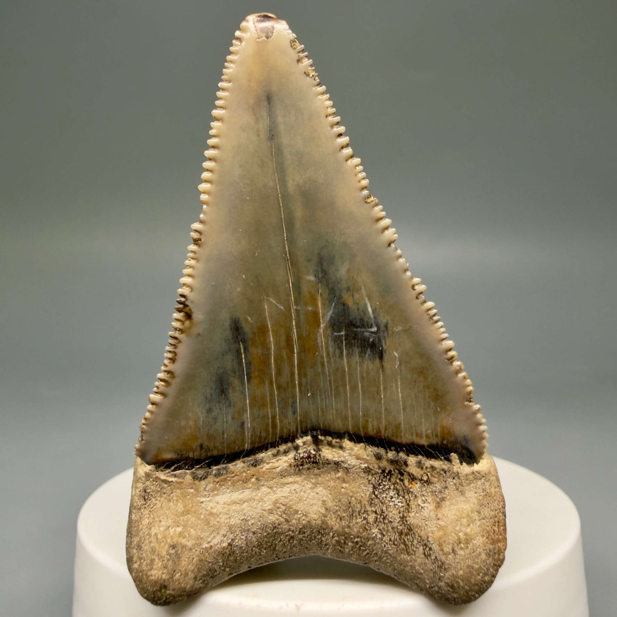 Back View Amazing colors and prints, sharply serrated, collector's quality 2.39" Fossil Great White Shark Tooth - Indonesia megalodonteeth.com GW1407