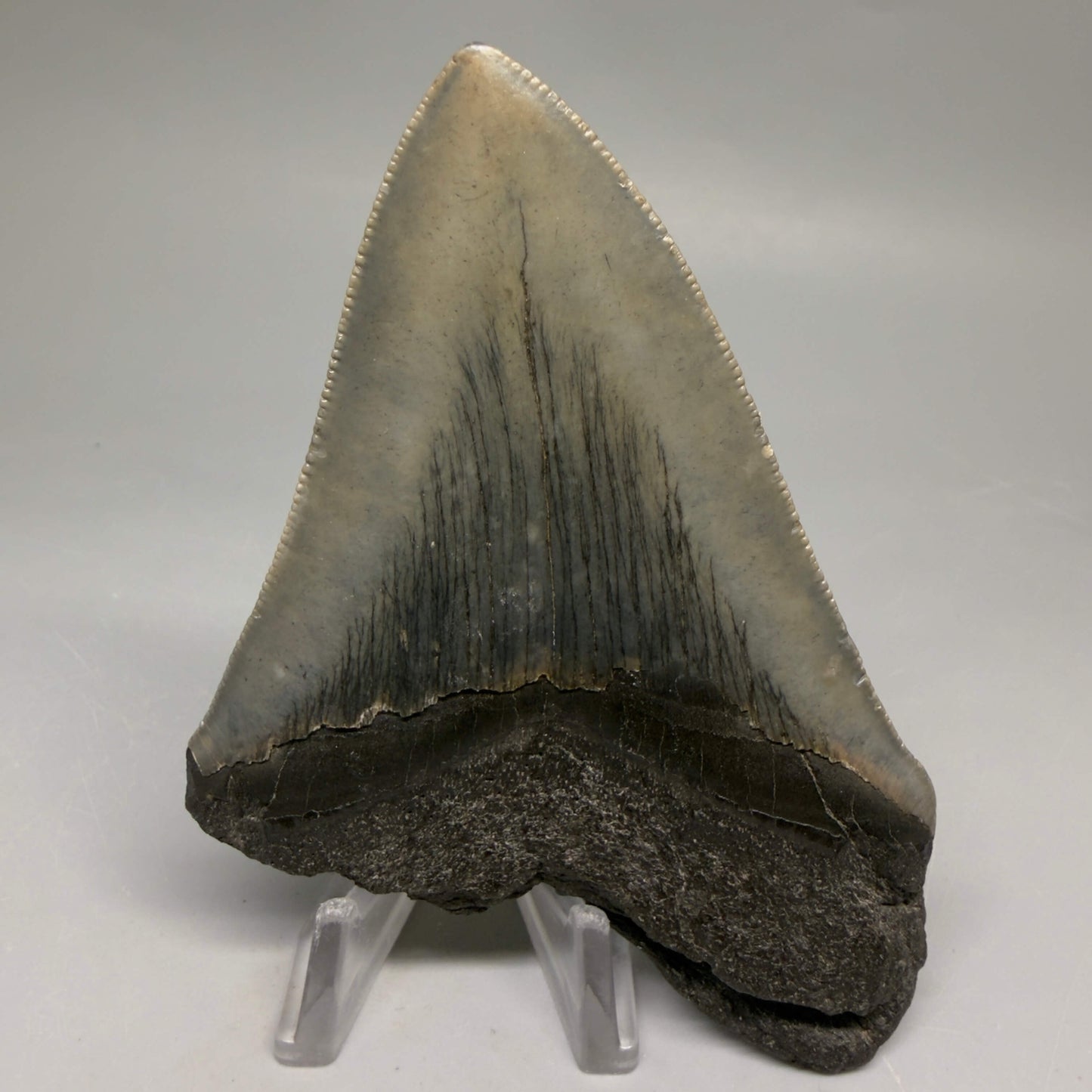 Back View Authentic 4.17" Megalodon Tooth from South Carolina – Great Shape megalodonteeth.com CM5555