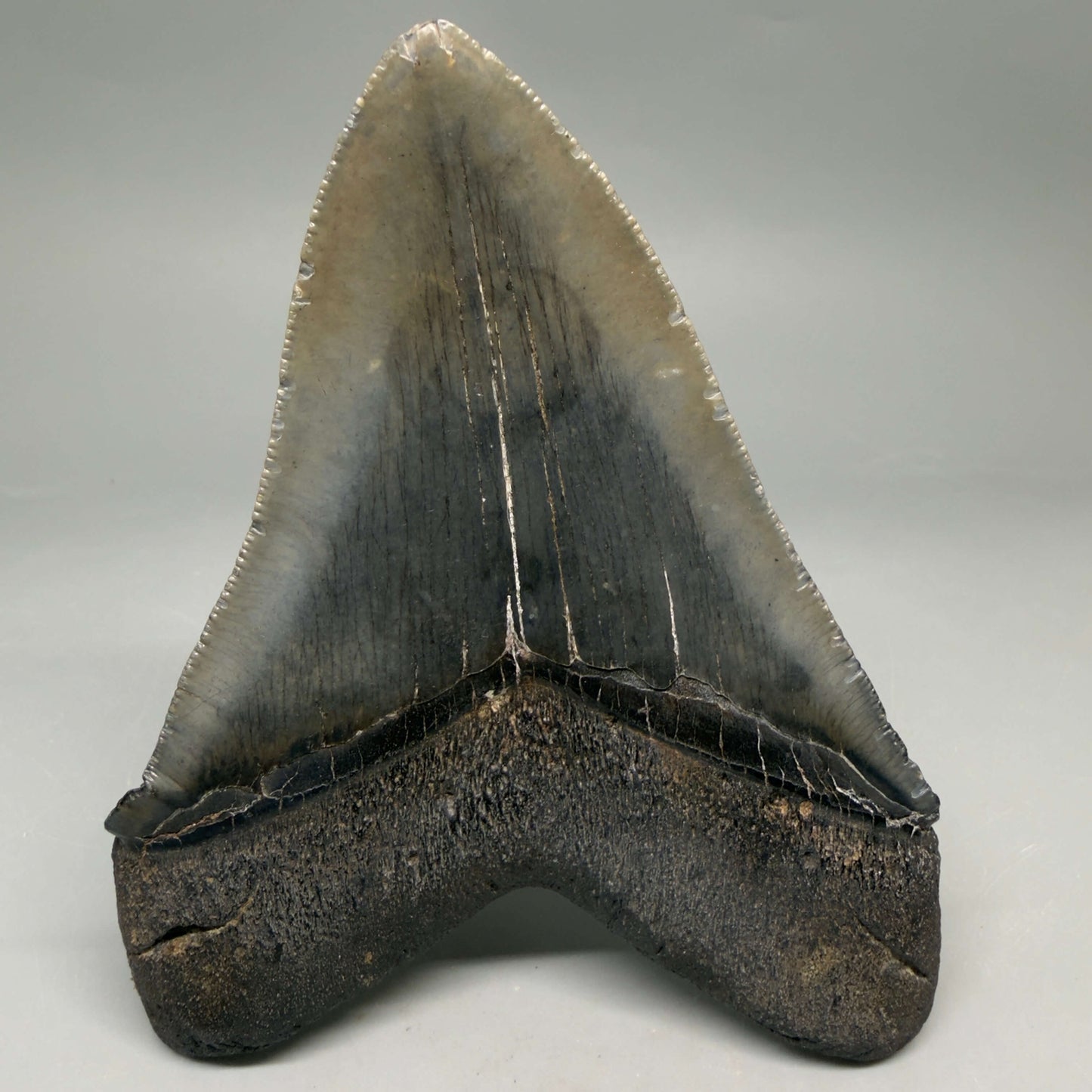 Back View Authentic Serrated 4.52" Megalodon Tooth from South Carolina – Great Shape CM66 72 megalodonteeth.com