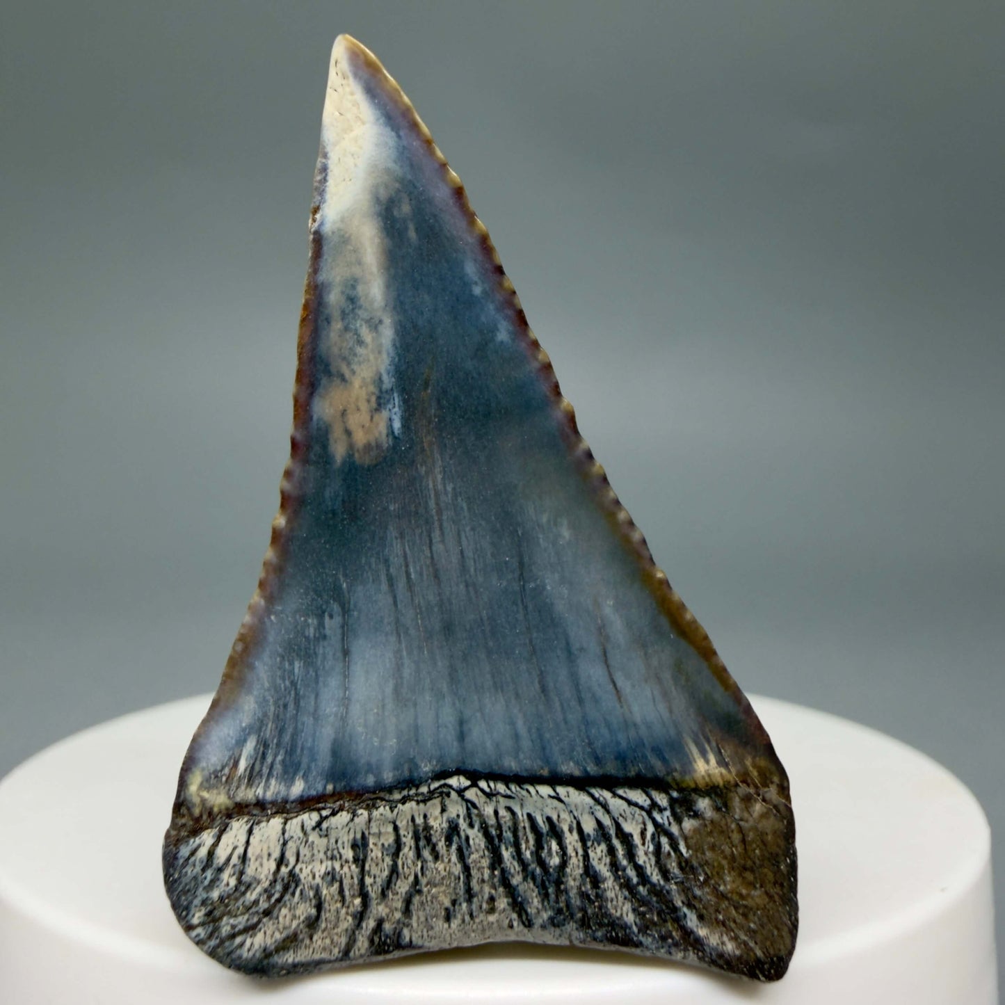 Back View Beautiful, colorful 1.79" long Fossil Great White Tooth from the deserts of Peru GW1359