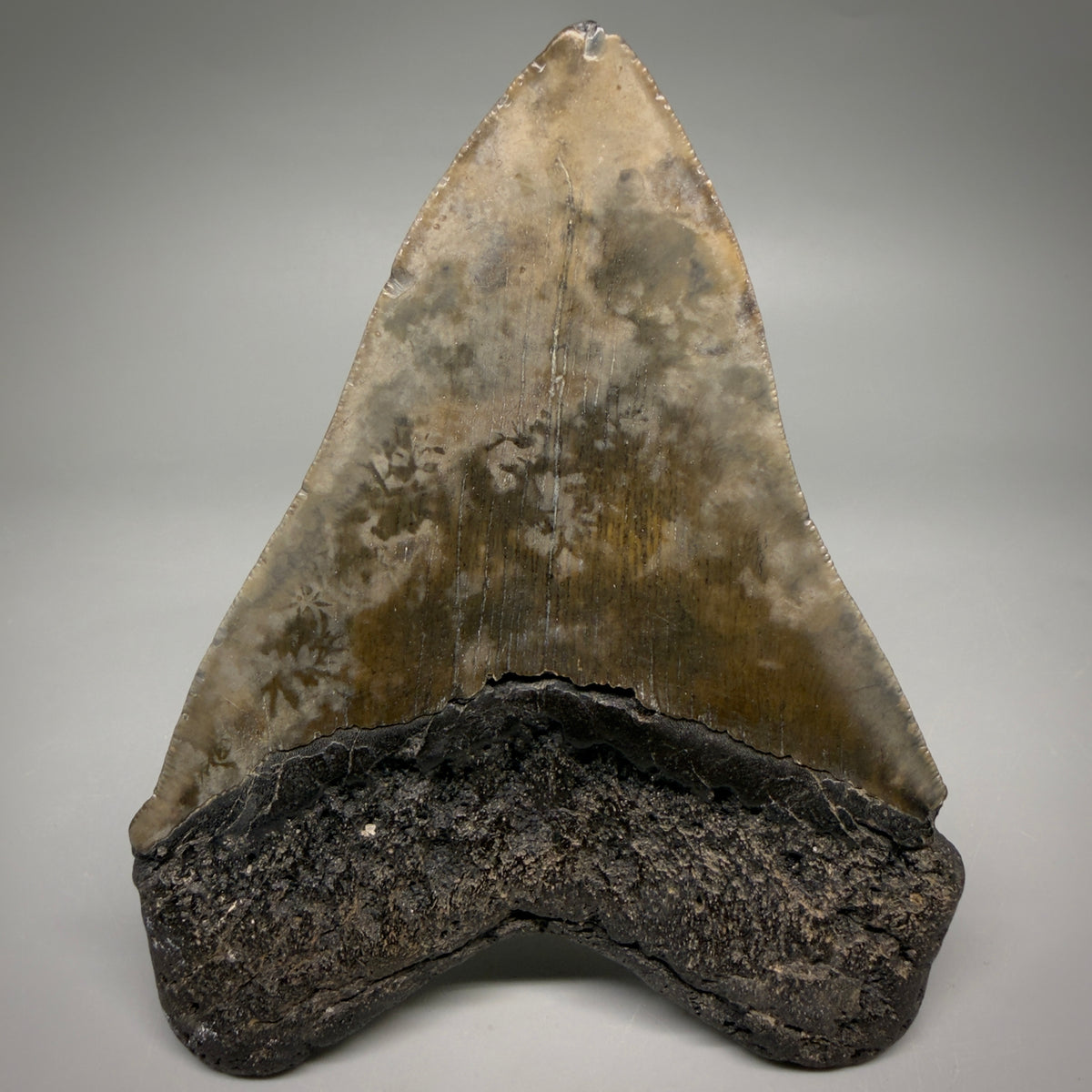 Back View Beautiful, heart-shaped 5.12" Fossil Megalodon Tooth - South Carolina megalodonteeth.com CM6597