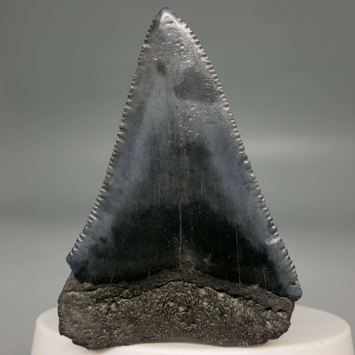 Back View Beautiful, serrated 2.13" Fossil Great White Shark Tooth - South Carolina megalodonteeth.com GW1388