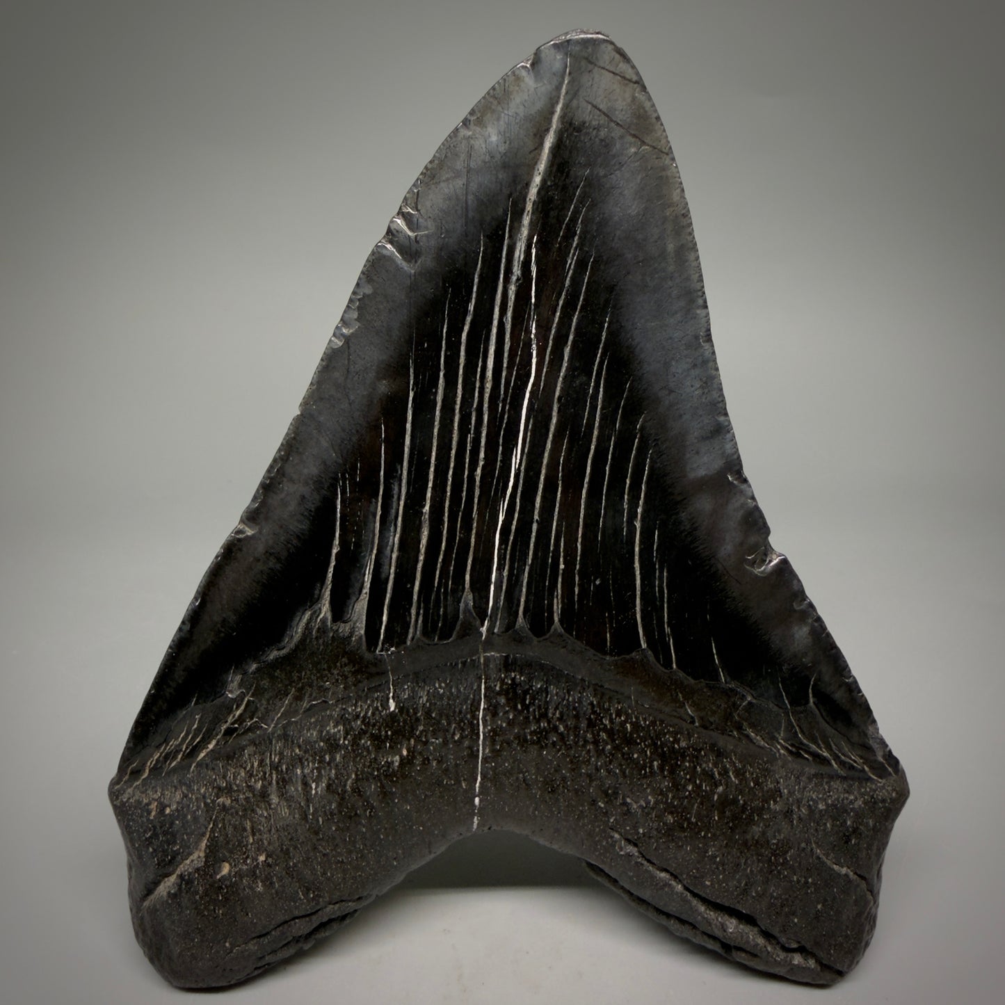 Back View Black, Large 5.75" Fossil Megalodon Tooth - South Carolina megalodonteeth.com CM6601