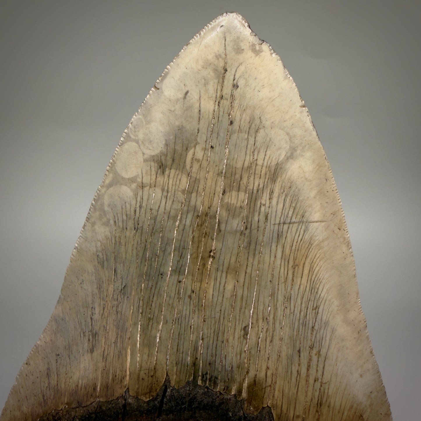 Back View Close to Max size of 7" Fossil Monster Megalodon Tooth - South Carolina, USA megalodonteeth.com CM6608 - 1