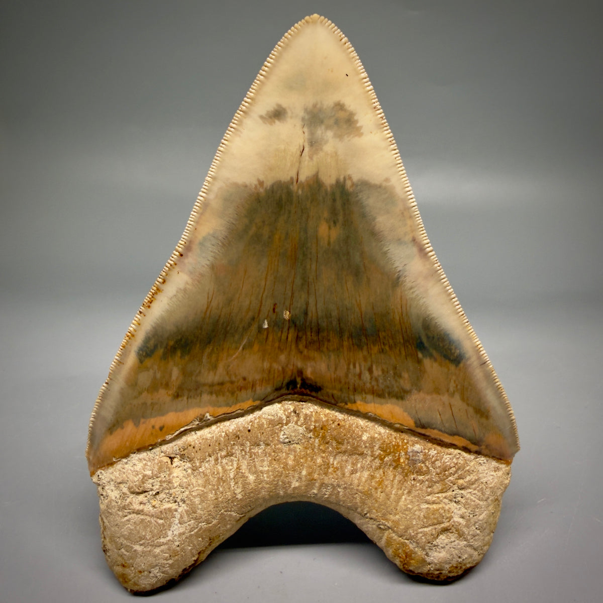 Back View Collector's Quality heart-shaped 5.06″ Colorful Megalodon Tooth – West Java Indonesia megalodonteeth.com CM6746