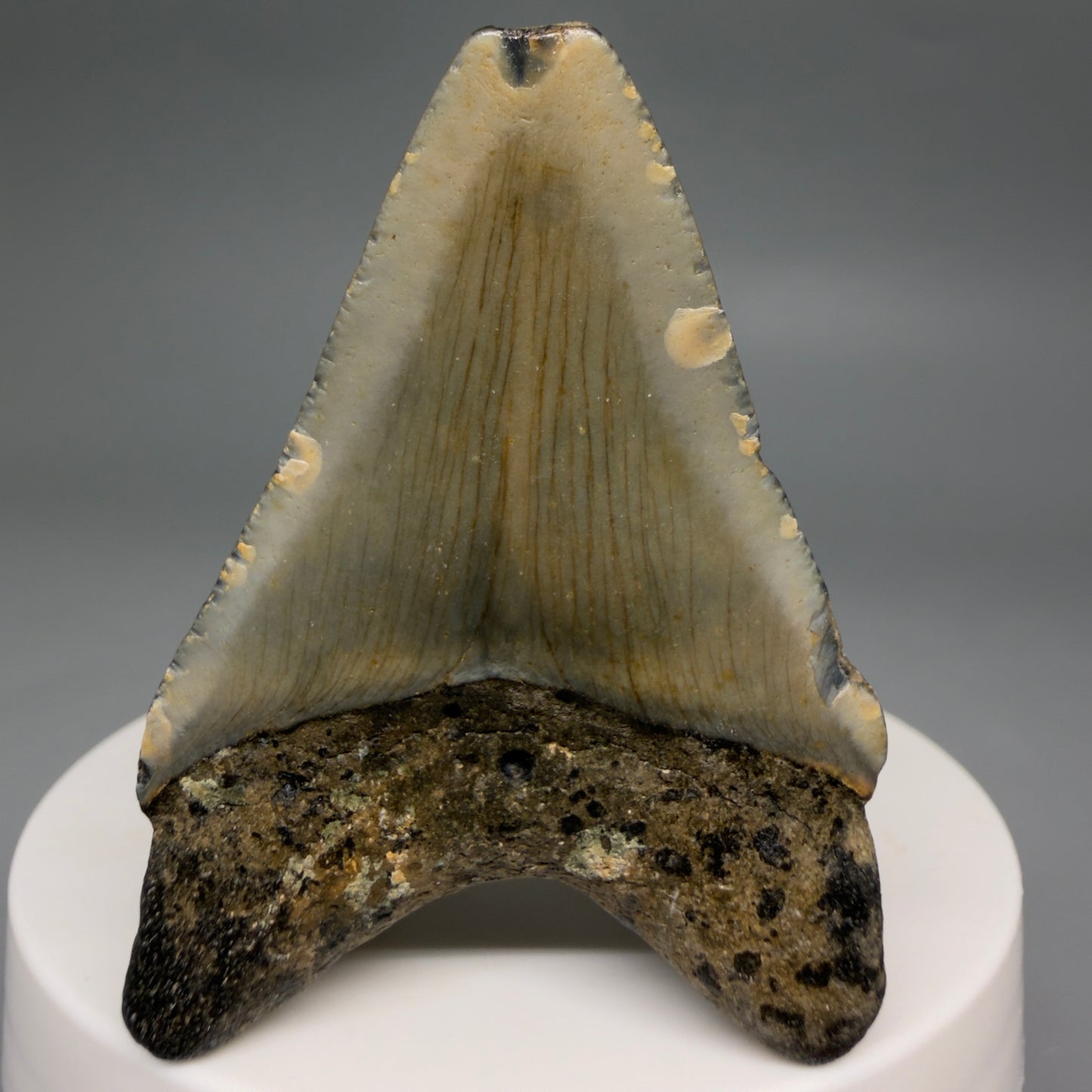 Back View Colorful 2.13" Fossil Megalodon Tooth - Authentic Carcharocles megalodon Fossil from North Carolina megalodonteeth.com CM6616