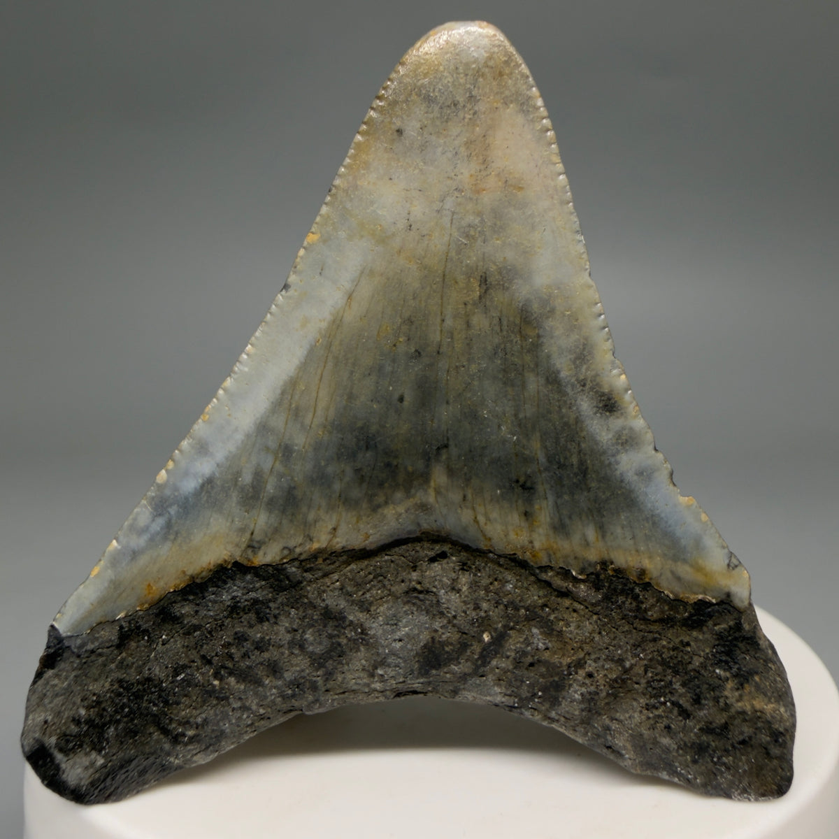Back View Colorful 2.21" Fossil Megalodon Tooth - Authentic Carcharocles megalodon Fossil from North Carolina megalodonteeth.com CM6621