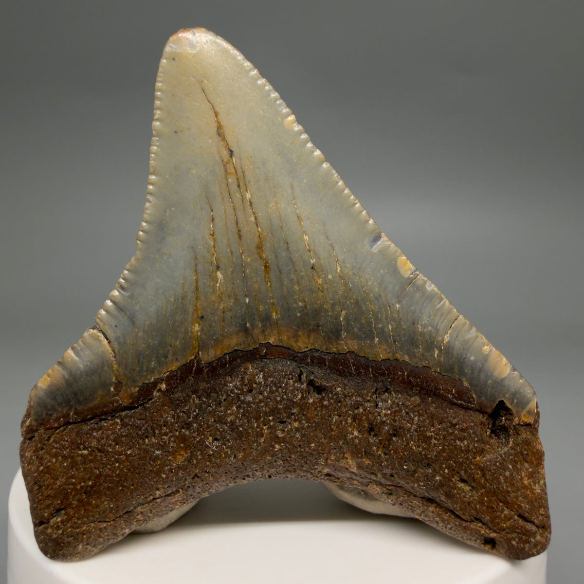Back View Colorful 2.42" Fossil Megalodon Tooth - Authentic Carcharocles megalodon Fossil from North Carolina megalodonteeth.com CM6625