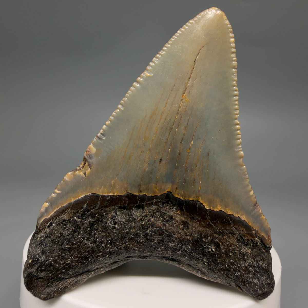 Back View Colorful 2.63" Fossil Megalodon Tooth - Authentic Carcharocles megalodon Fossil from North Carolina megalodonteeth.com CM6629