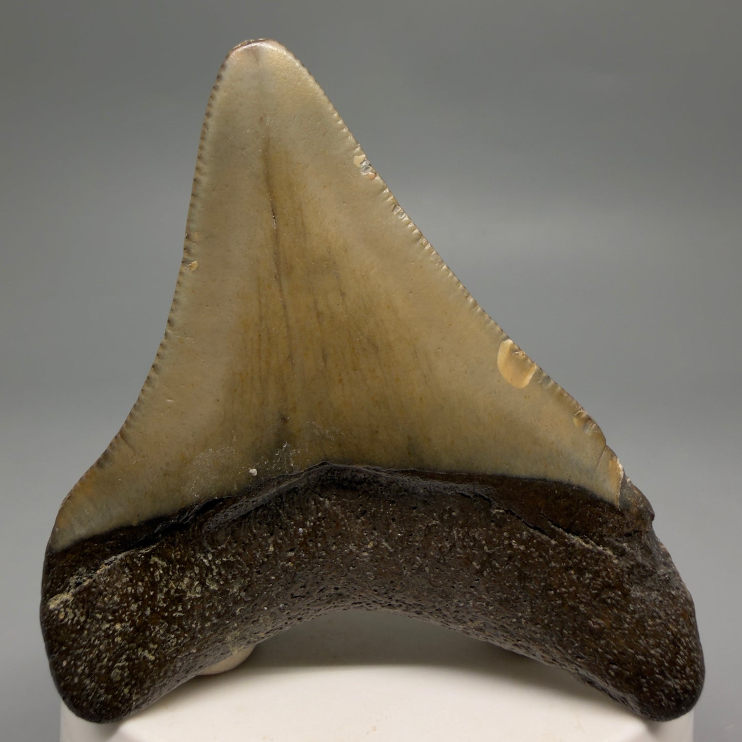 Back View Colorful 2.65" Fossil Megalodon Tooth - Authentic Carcharocles megalodon Fossil from North Carolina CM6489