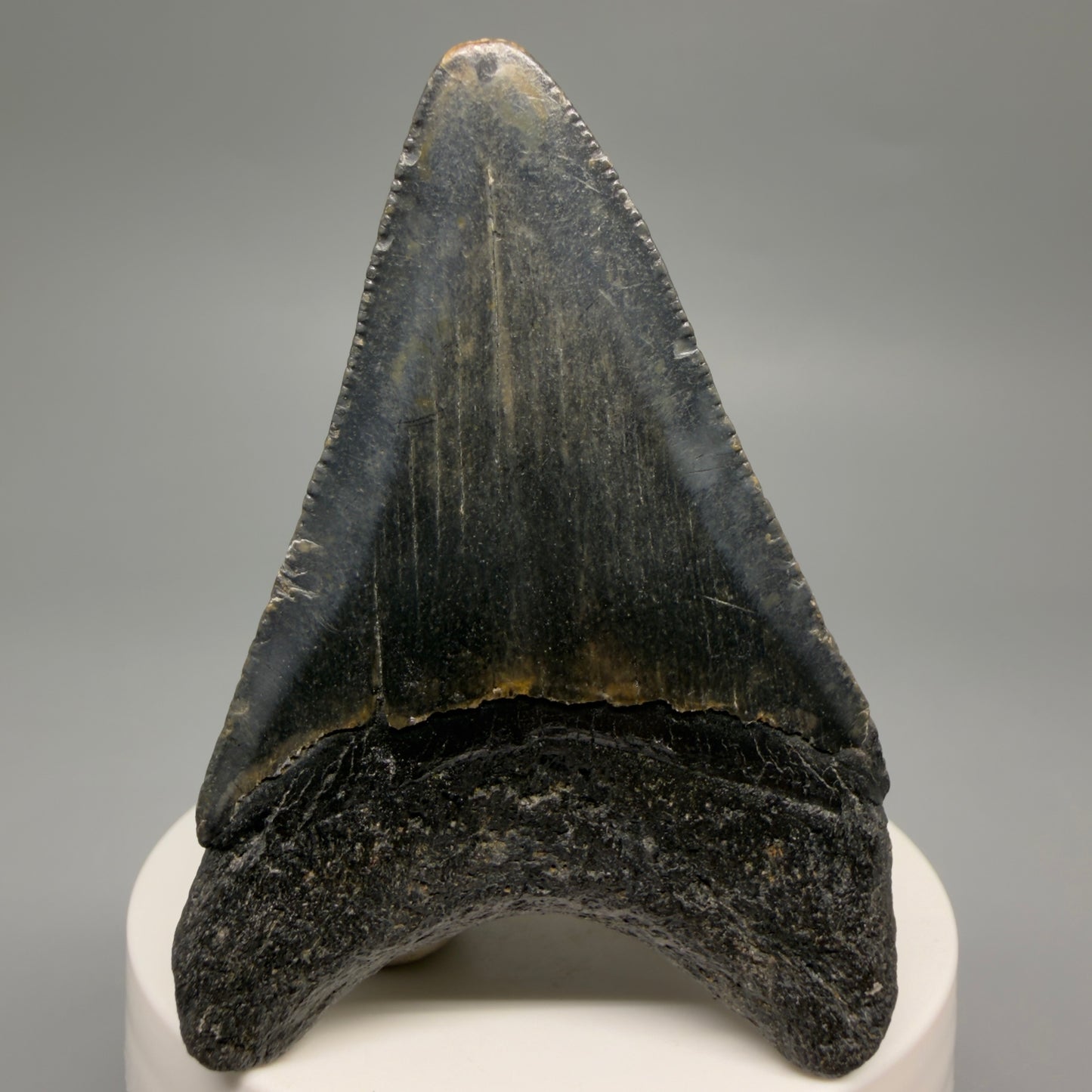 Back View Colorful 2.75" Fossil Megalodon Tooth - Authentic Carcharocles megalodon Fossil from North Carolina CM6492