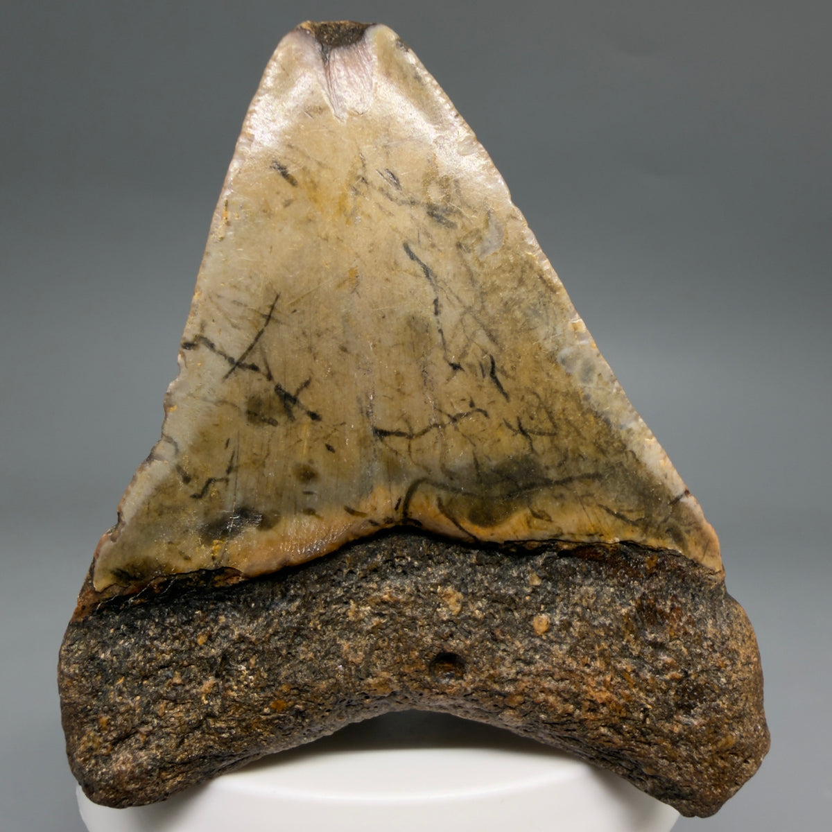 Back View Colorful 2.90" Fossil Megalodon Tooth - Authentic Carcharocles megalodon Fossil from North Carolina megalodonteeth.com CM6632