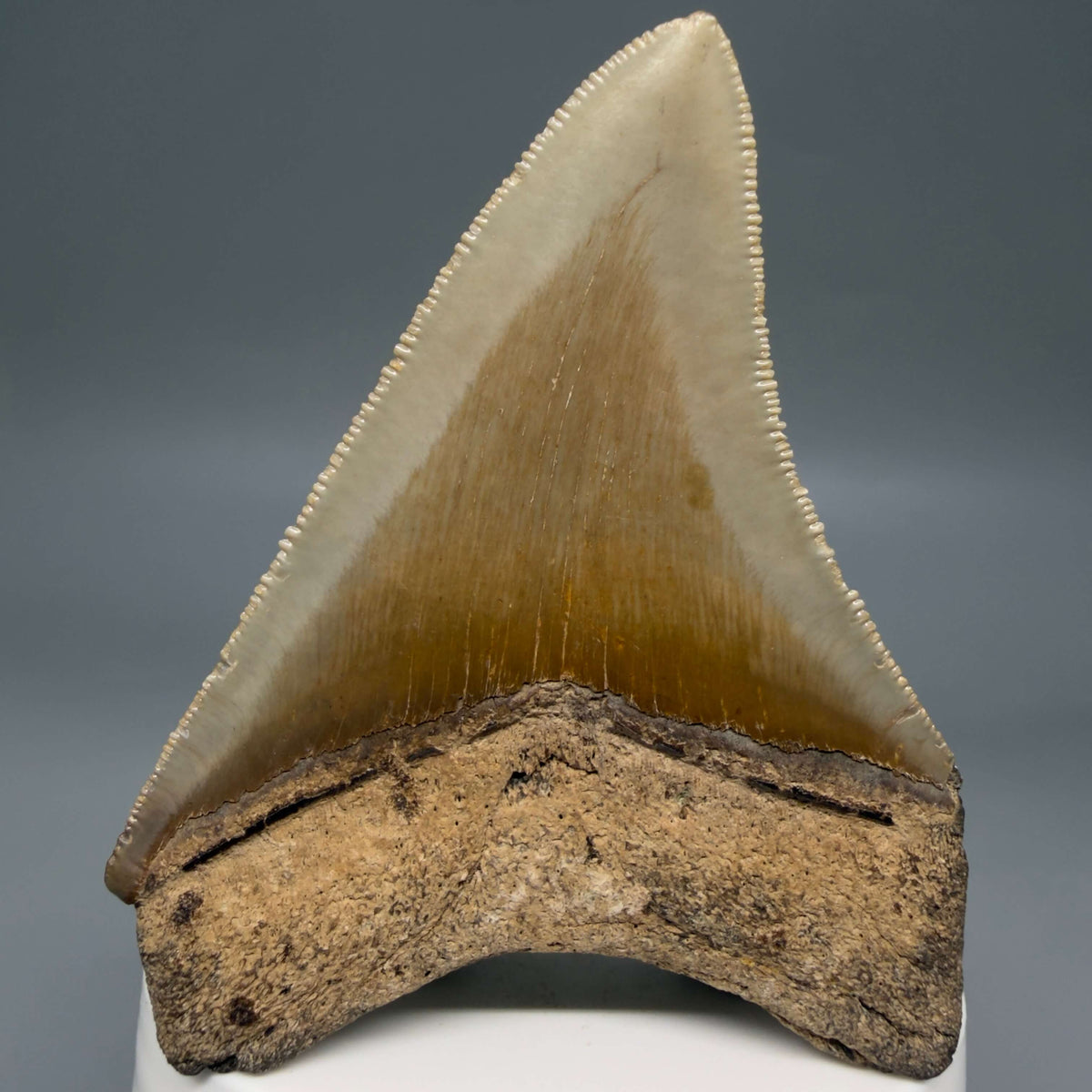 Back View Colorful 3.10" Fossil Megalodon Tooth from North Carolina - megalodonteeth.com CM6797