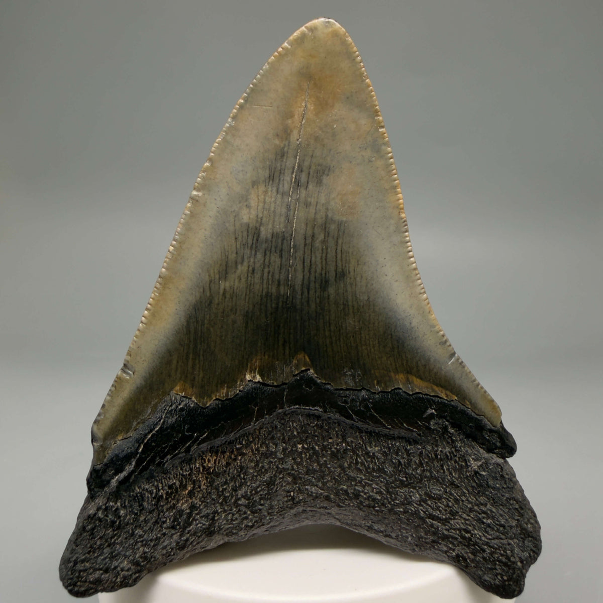 Back View Colorful 3.18" Fossil Megalodon Tooth from South Carolina megalodonteeth.com CM6557