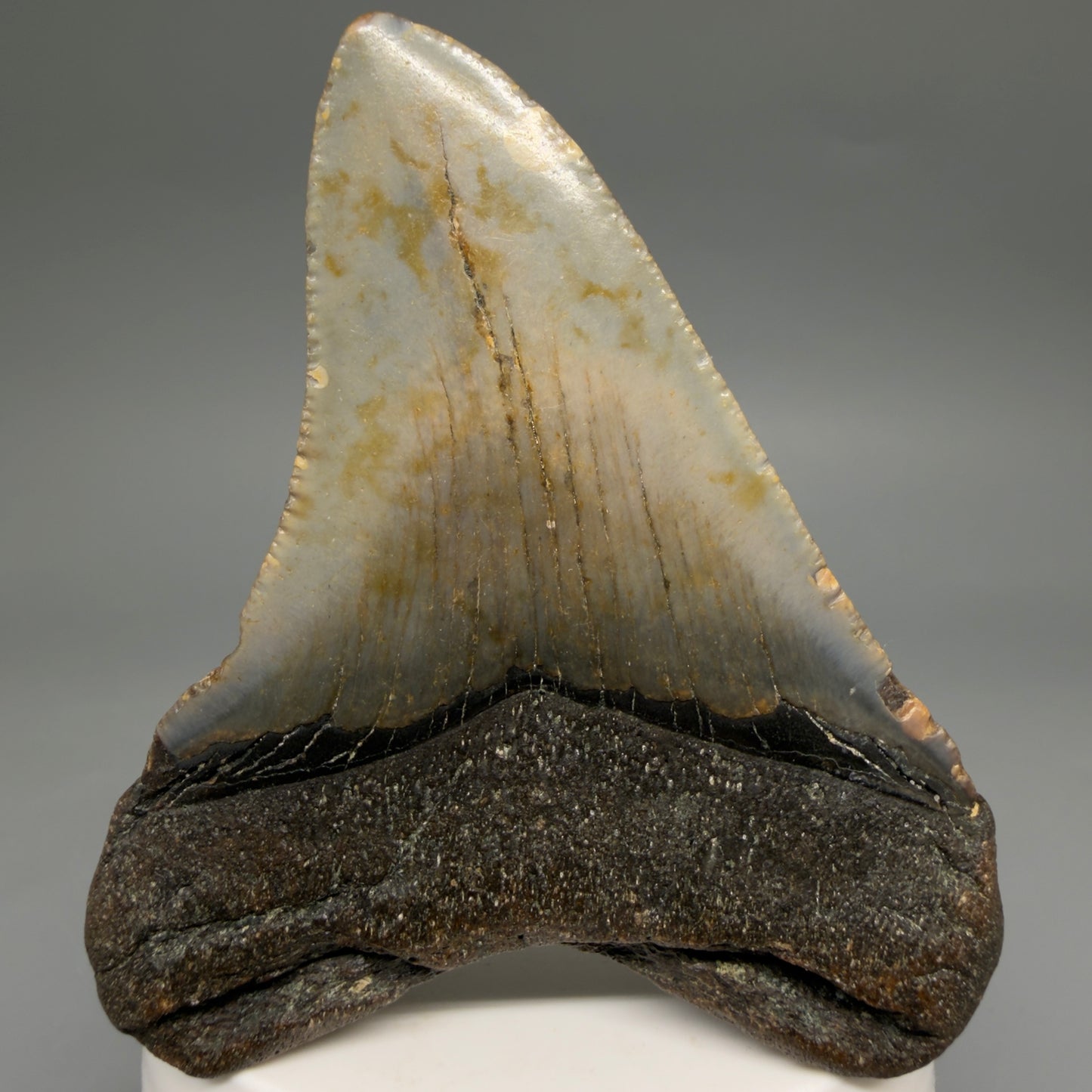 Back View Colorful 3.21" Fossil Megalodon Tooth from North Carolina - megalodonteeth.com CM6575