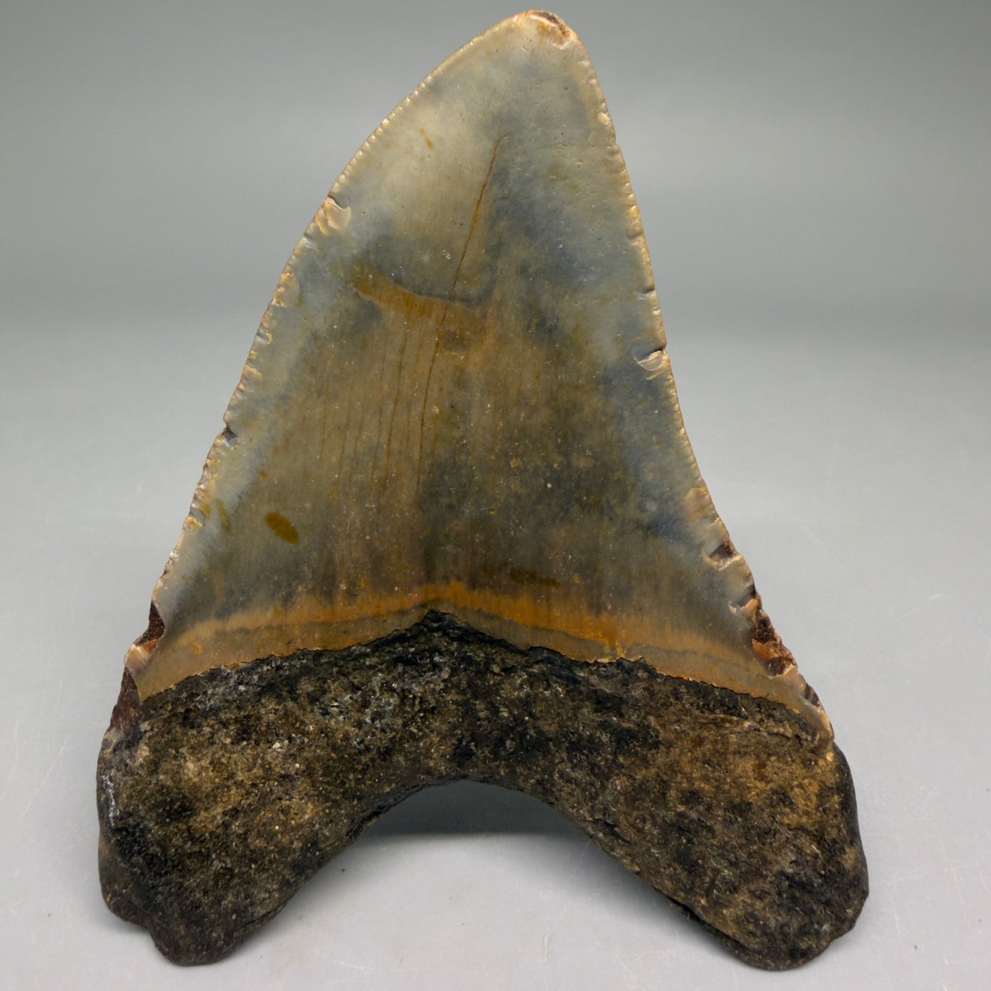 Back View Colorful 3.45" Fossil Megalodon Tooth from North Carolina - megalodonteeth.com CM6508