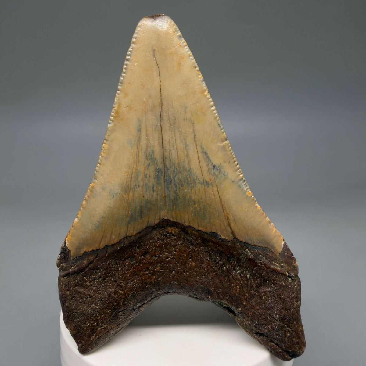 Back View Colorful 3.55" Fossil Megalodon Tooth from North Carolina - megalodonteeth.com CM8602