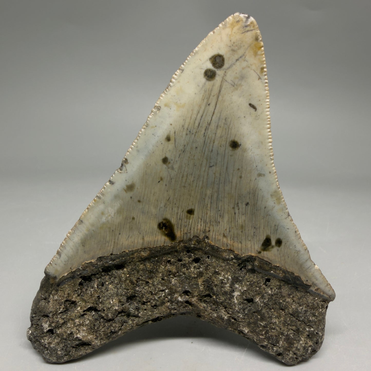 Back View Colorful 3.68" Fossil Megalodon Tooth from North Carolina - megalodonteeth.com CM6503