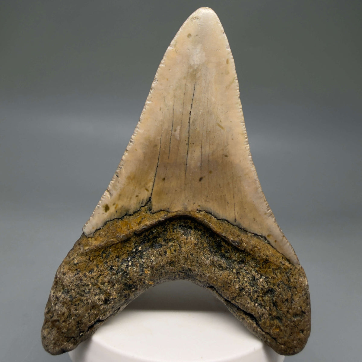 Back View Colorful 3.97" Fossil Megalodon Tooth from North Carolina - megalodonteeth.com CM6801