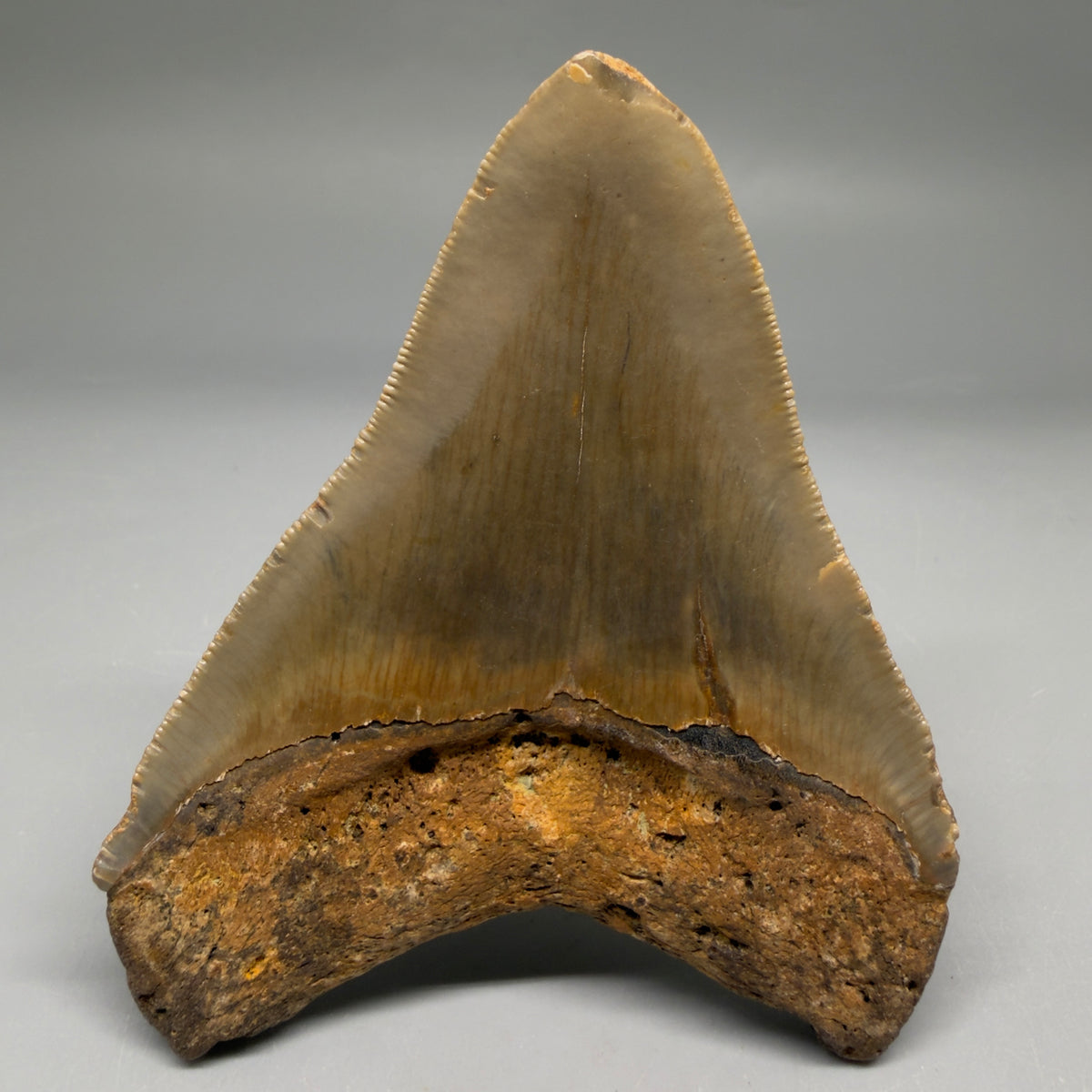 Back View Colorful 4.00" Authentic Megalodon Tooth – North Carolina Fossil | Carcharocles megalodon megalodonteeth.com CM6751