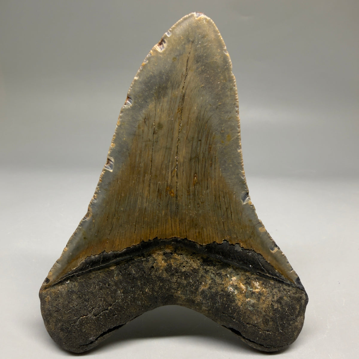 Back View Colorful 4.11" Authentic Megalodon Tooth – North Carolina Fossil megalodonteeth.com CM6748