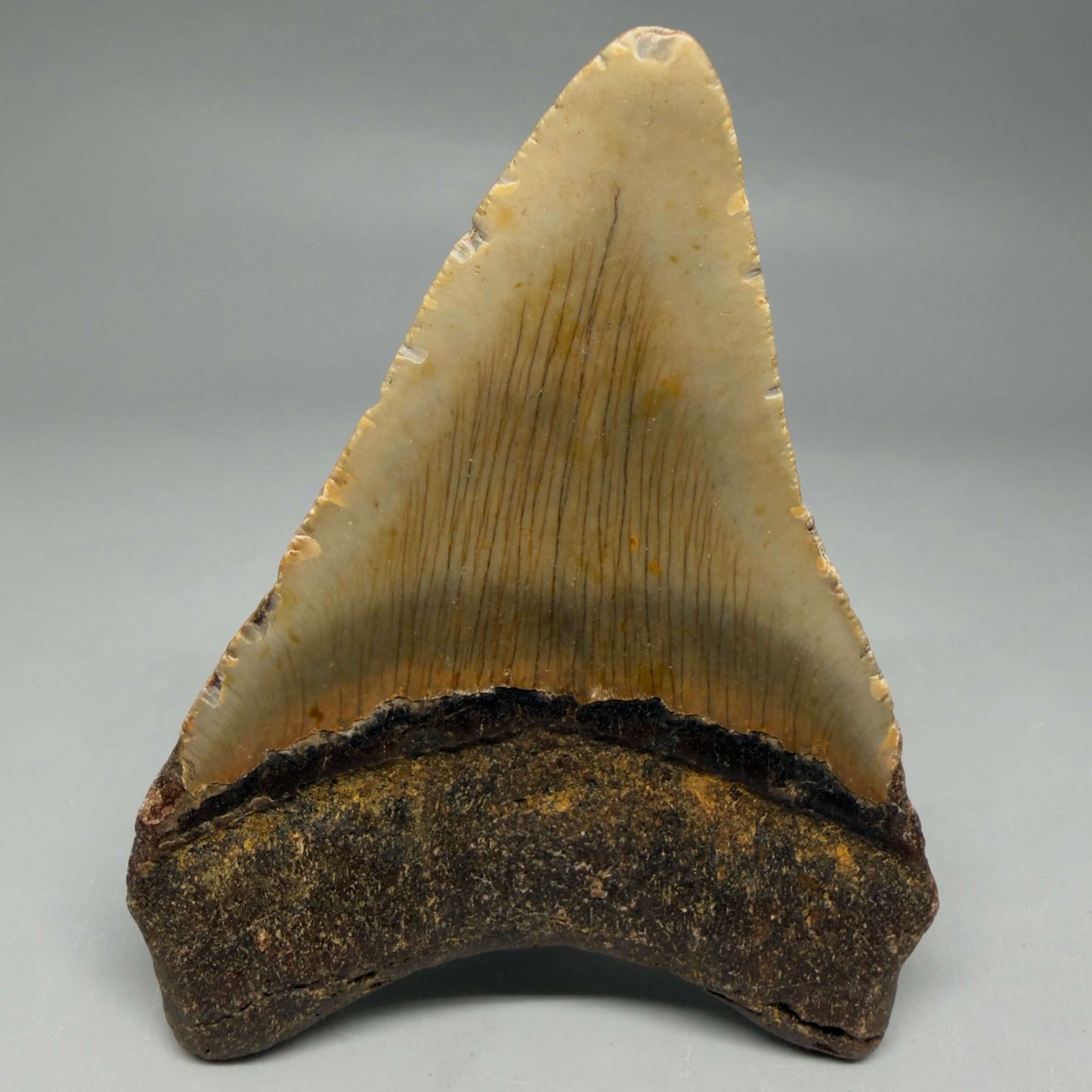 Back View Colorful 4.15" Authentic Megalodon Tooth – North Carolina Fossil | Carcharocles megalodon CM6472