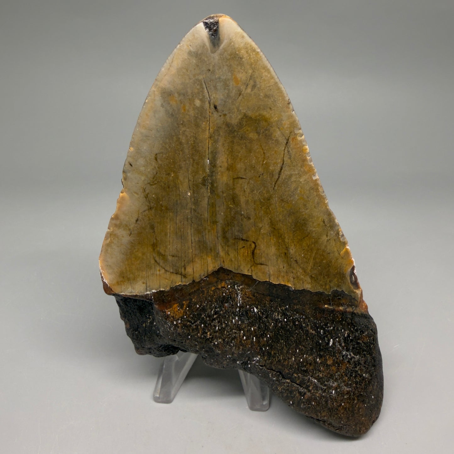 Back View Colorful 4.80" Authentic Megalodon Tooth – North Carolina Fossil | Carcharocles megalodon megalodonteeth.com