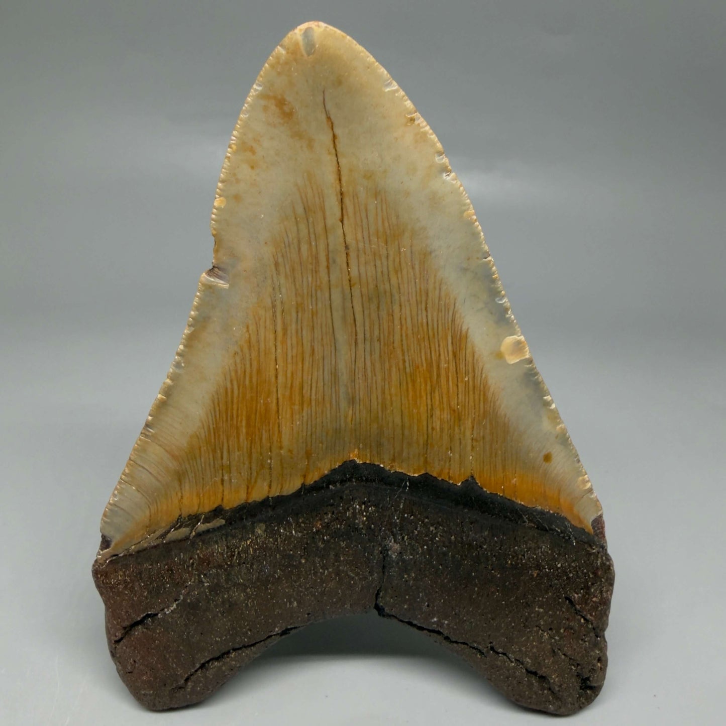 Back View Colorful 4.82" Authentic Megalodon Tooth – North Carolina Fossil | Carcharocles megalodon CM6474