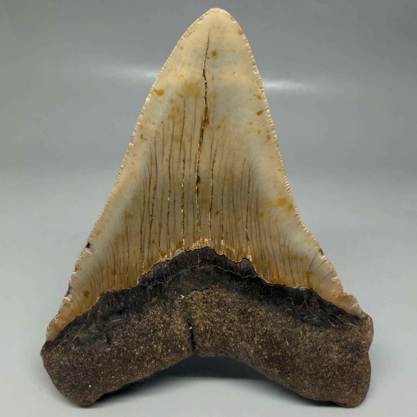 Back View Colorful 5.00" Authentic Megalodon Tooth – North Carolina Fossil | Carcharocles megalodon CM6475