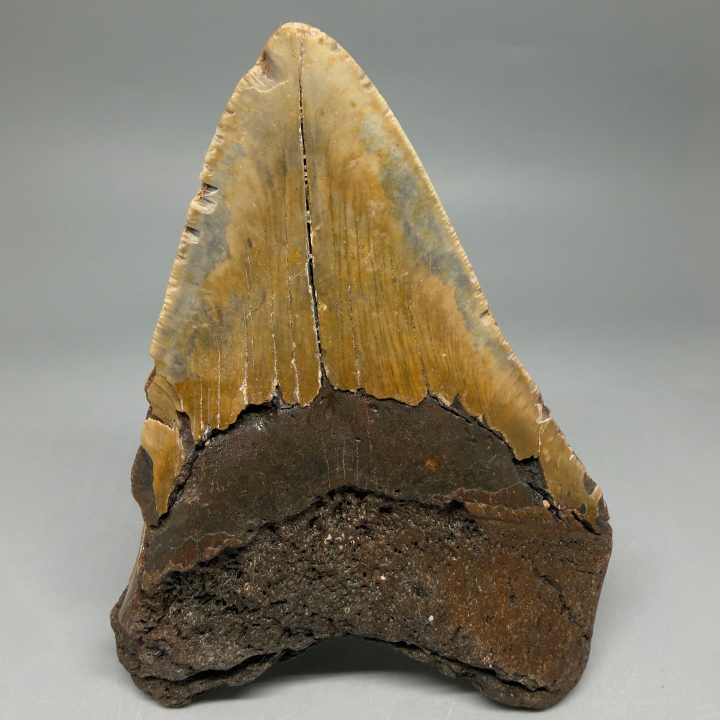 Back View Colorful 5.18" Authentic Megalodon Tooth – North Carolina Fossil | Carcharocles megalodon CM6461
