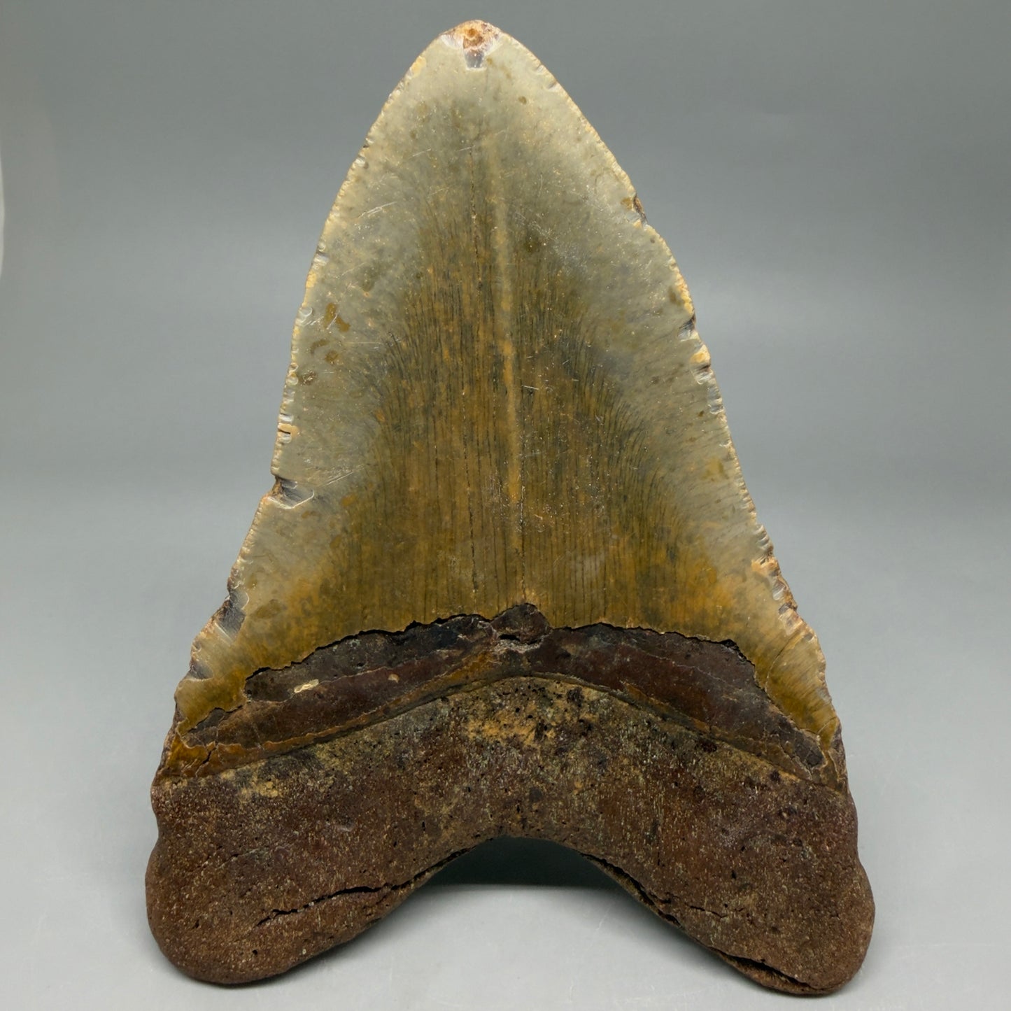 Back View Colorful 5.79" Authentic Megalodon Tooth – North Carolina Fossil | Carcharocles megalodon CM6457
