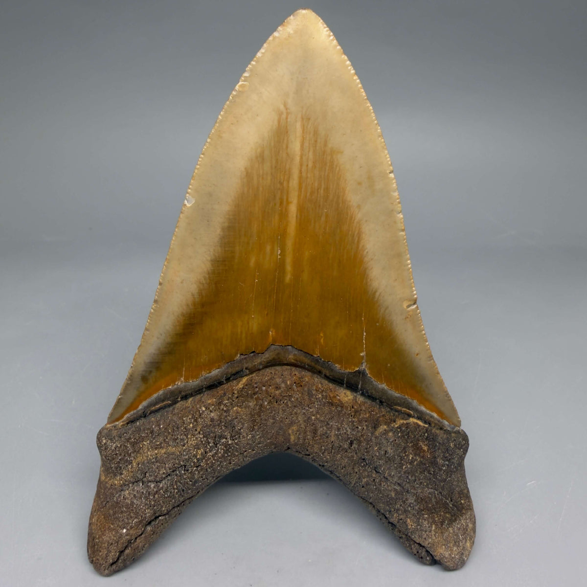 Back View Colorful Lower 4.67" Authentic Megalodon Tooth – North Carolina Fossil | Carcharocles megalodon megalodonteeth.com CM6658