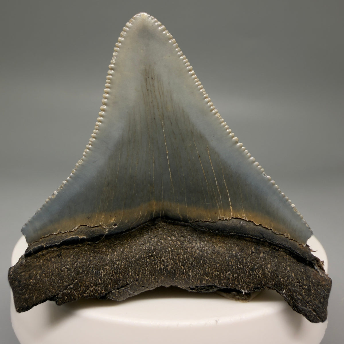 Back View Colorful, Sharply serrated 2.12" Fossil Megalodon Tooth – South Carolina River Find | Authentic megalodonteeth.com CM6731