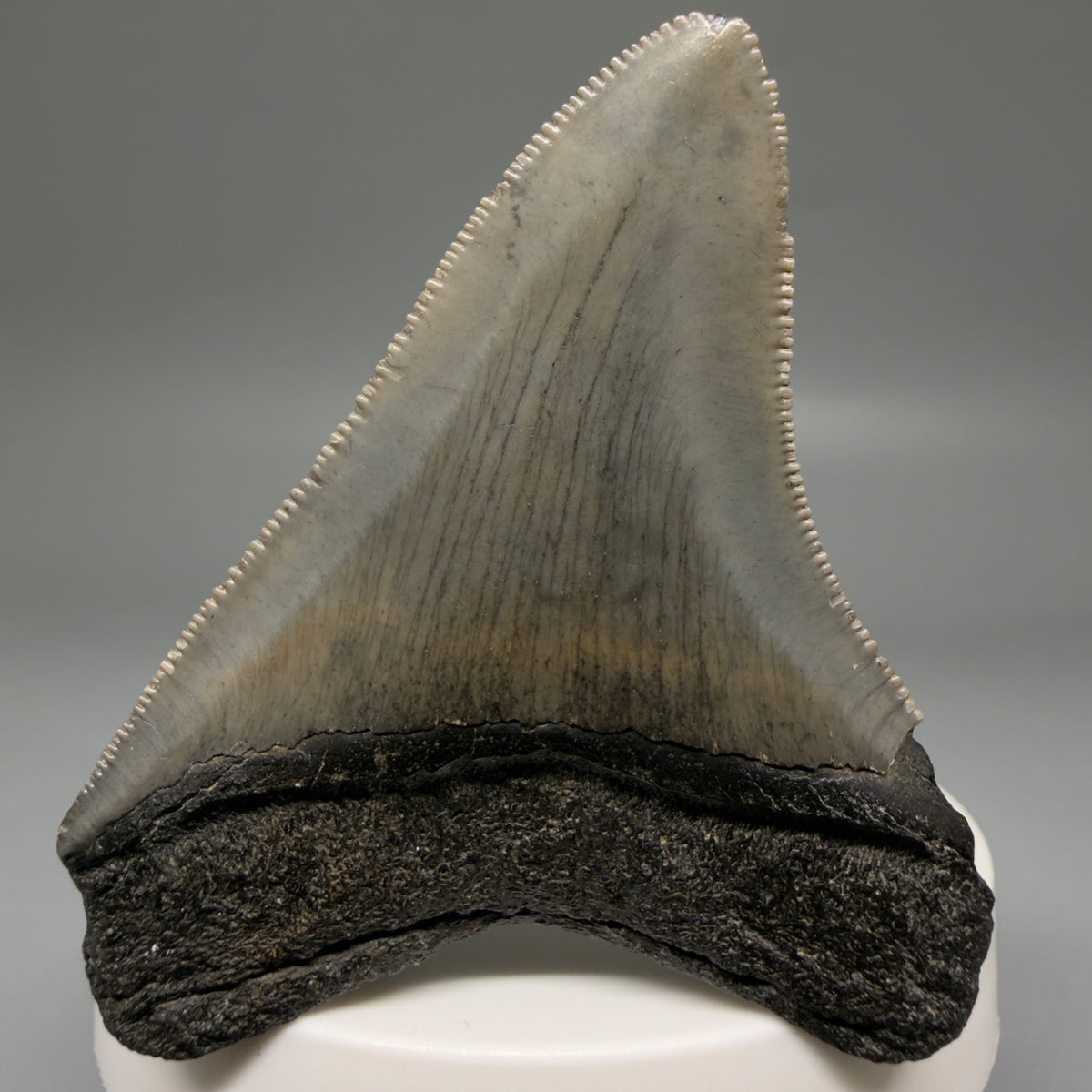 Back View Colorful, Sharply serrated 2.57" Fossil Megalodon Tooth – South Carolina River Find | Authentic megalodonteeth.com CM6739